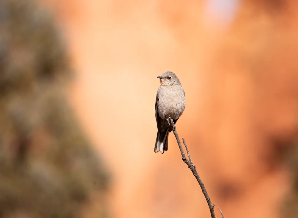 Oahudrossel (Myadestes obscurus)