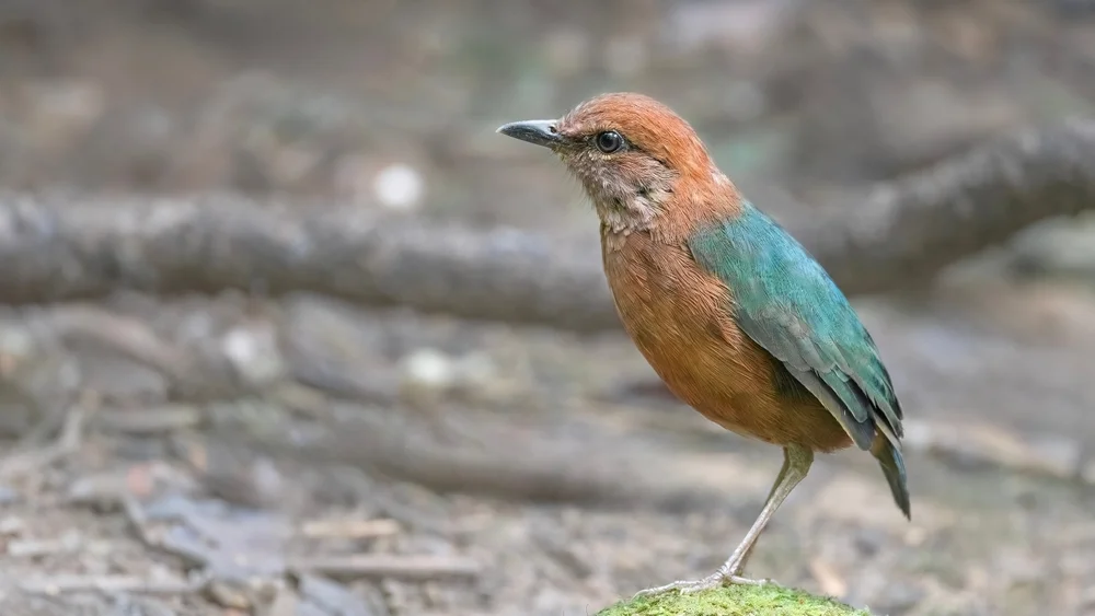 Oates-Pitta (Pitta oatesi)