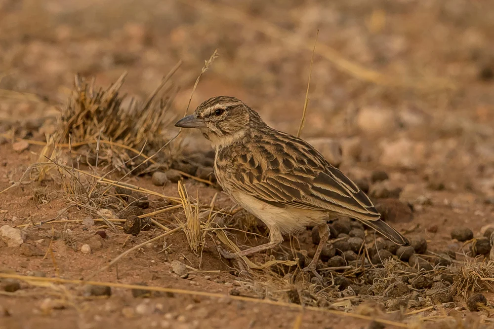 Obbenastrild (Spizocorys obbiensis)