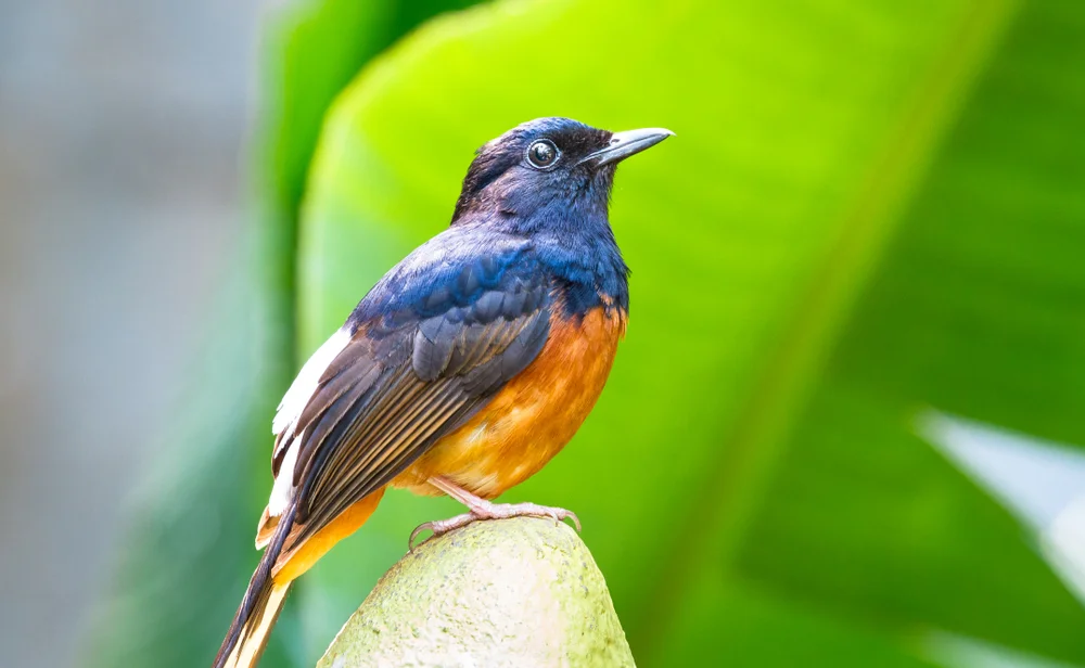 Ober-Trupial (Icterus oberi)