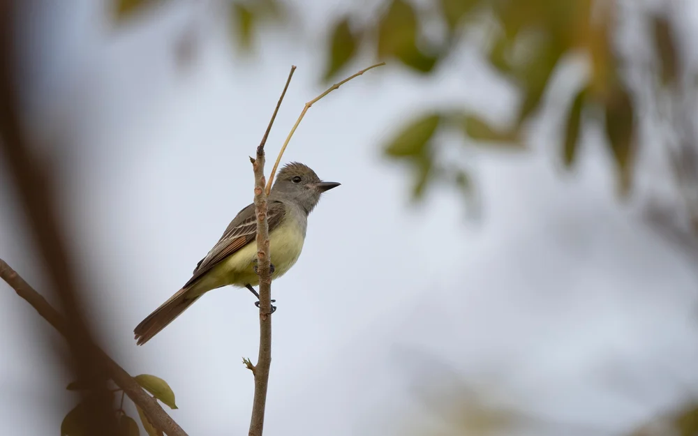 Ober-Tyranne (Myiarchus Oberi)
