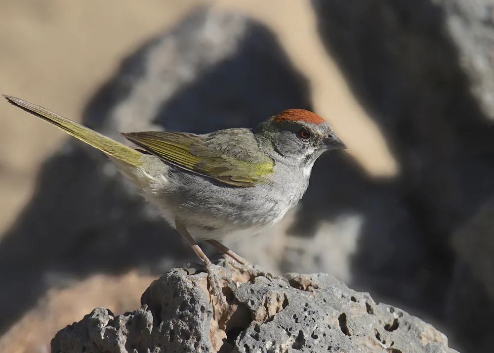 Oca-Towhee (Pipilo ocai)