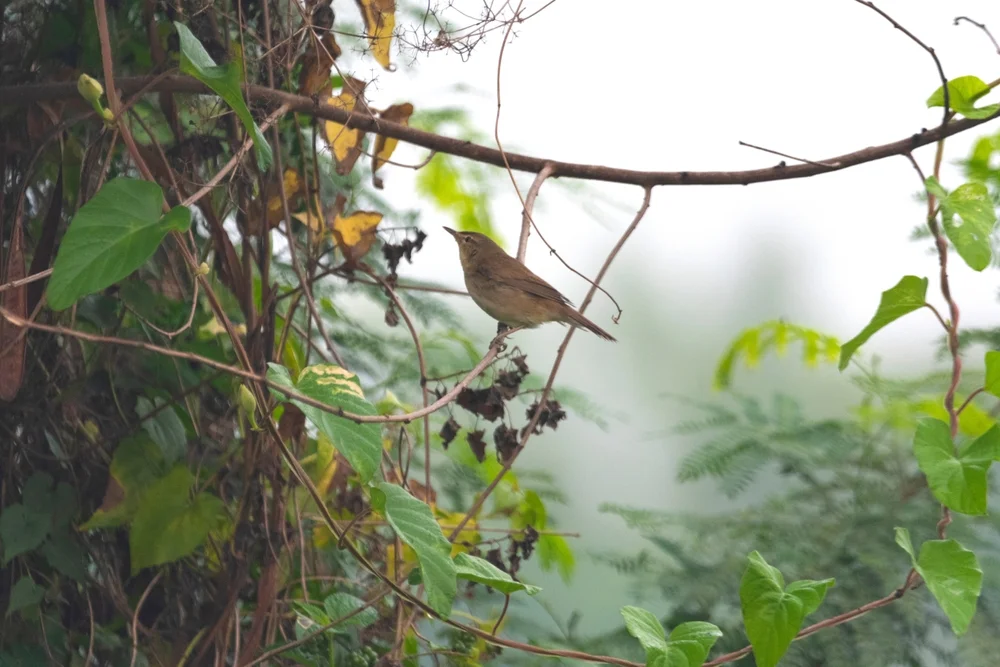 Ochoten-Grassänger (Locustella ochotensis)