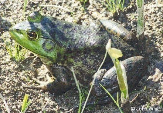 Ochsenfrosch