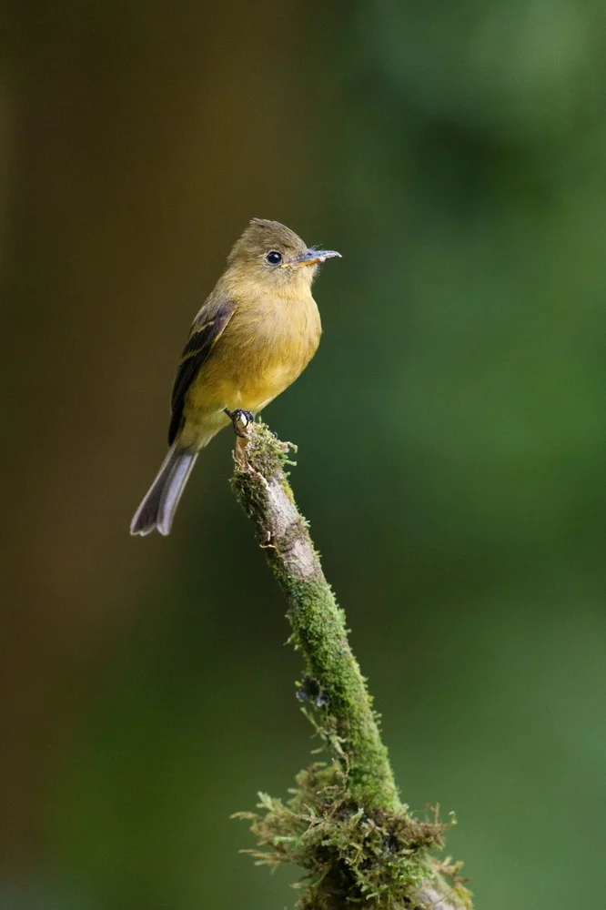 Ockerbauch-Pibí (Contopus ochraceus)