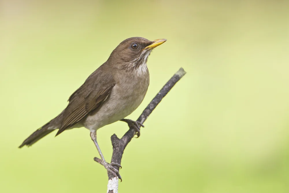 Ockerbauchdrossel (Turdus amaurochalinus)
