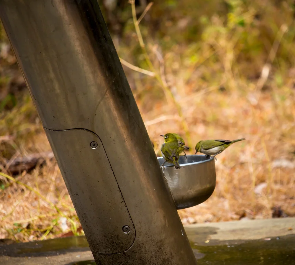 Ockerbrillenvogel (Zosterops finschii)