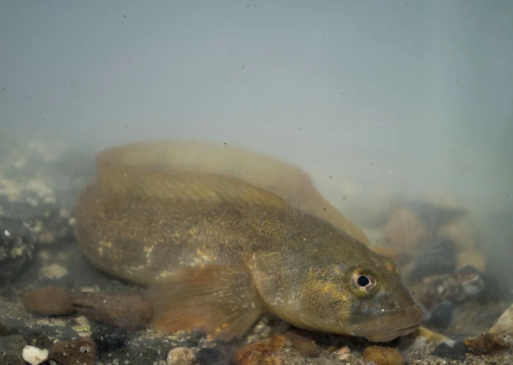 Ockerbrust-Brillenvogel (Zonotrichia albicollis)