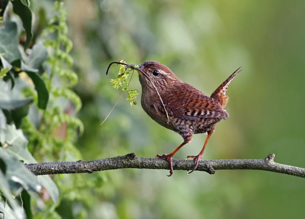 Ockerbrust-Zaunkönig (Troglodytes ochraceus)