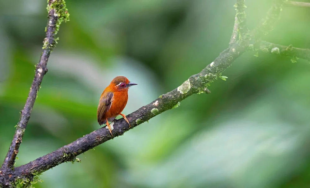 Ockerbrust-Zwergspecht (Sasia ochracea)