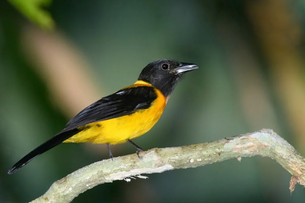 Ockerbrustwürger (Lanio aurantius)