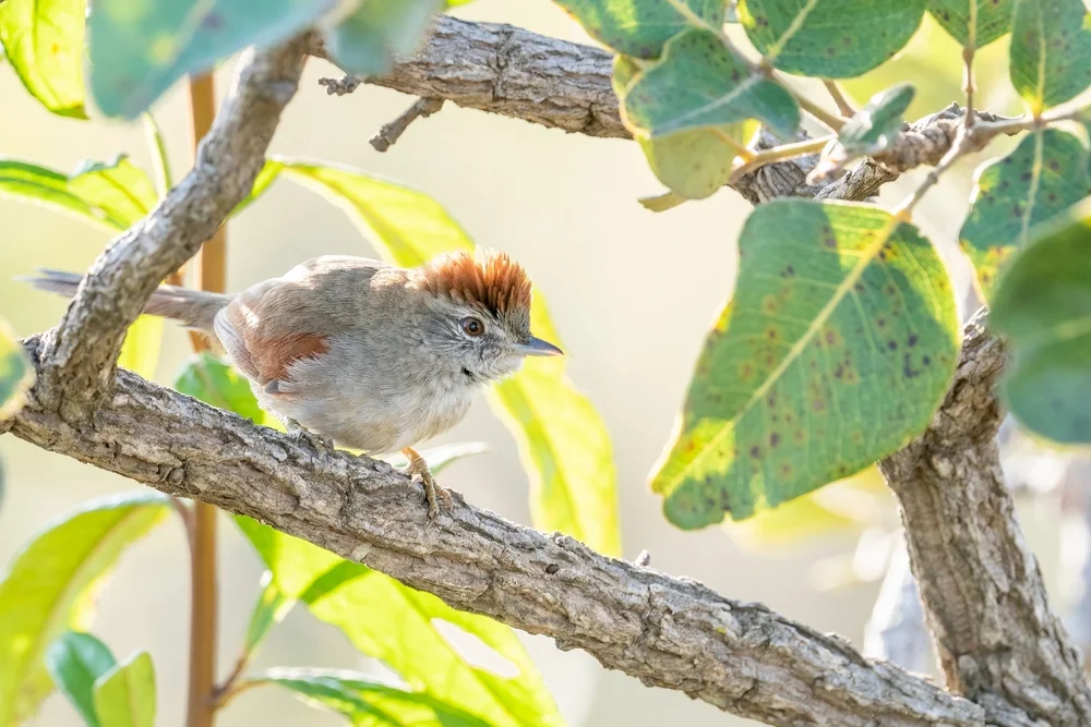Ockerbürzel-Dornensteiger (Synallaxis subpudica)