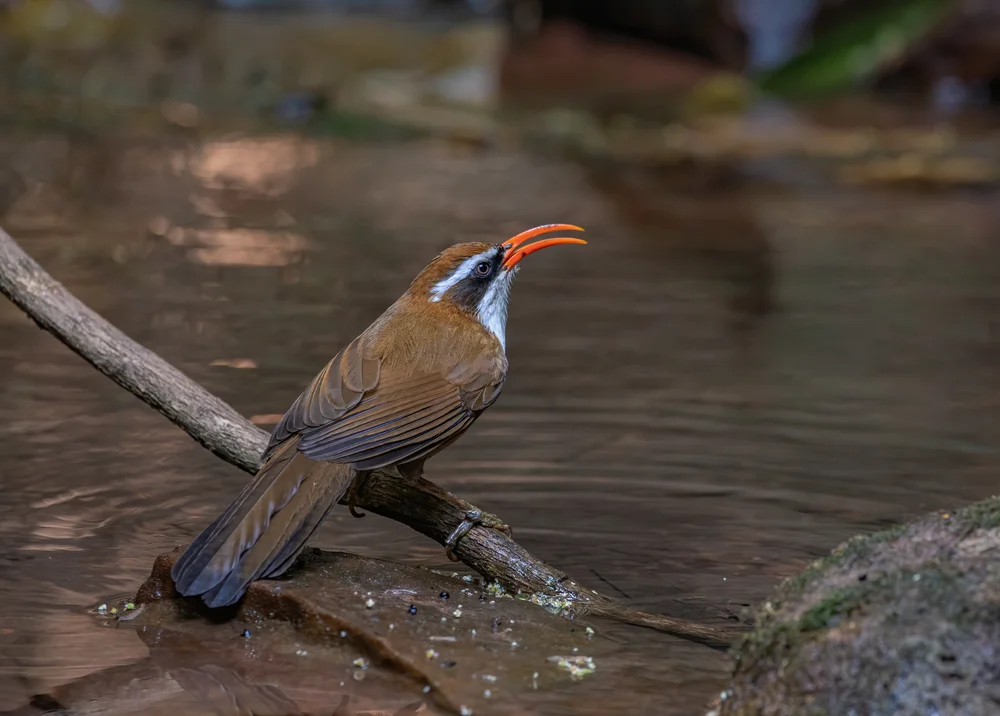 Ockerkopf-Scimitarbabbler (Pomatorhinus ochraceiceps)