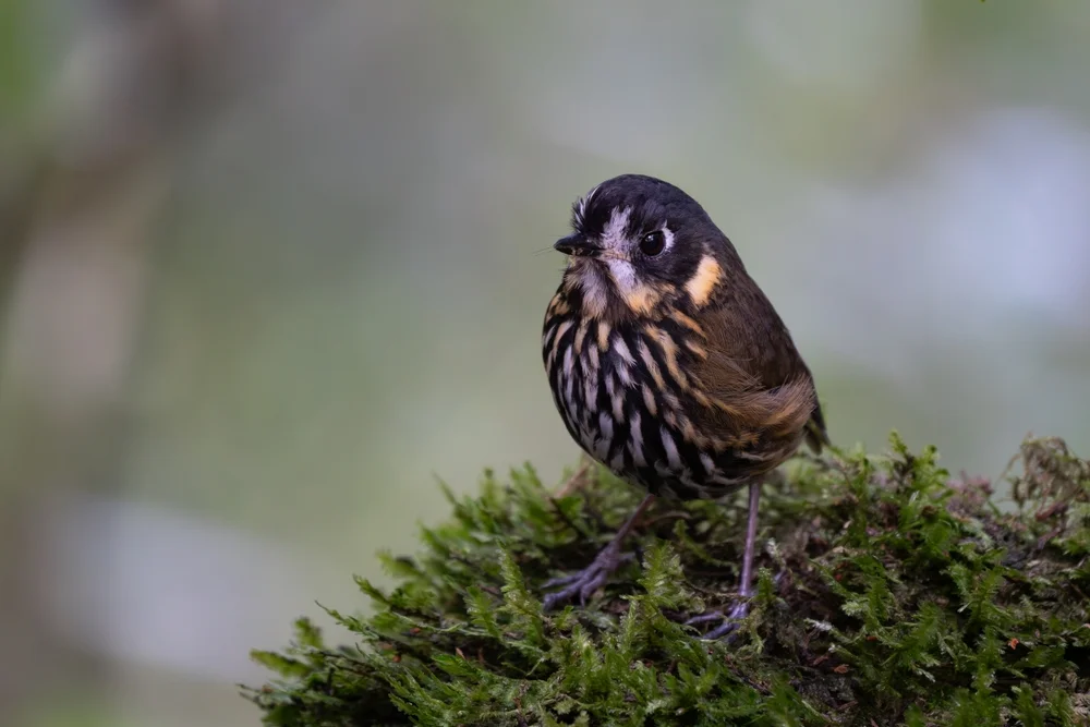 Ockerstirn-Ameisenpitta (Grallaricula ochraceifrons)