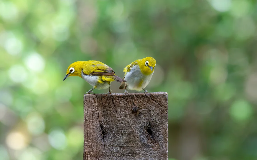 Ölbaum-Brillenvogel (Zosterops oleagineus)