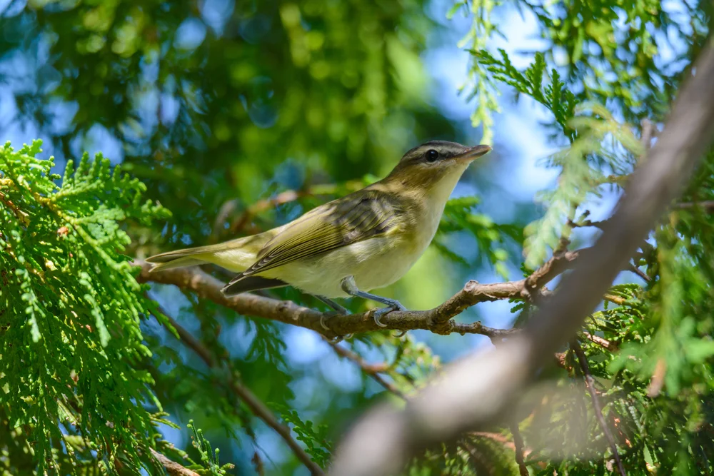 Ölbaum-Laubsänger (Phylloscopus olivaceus)