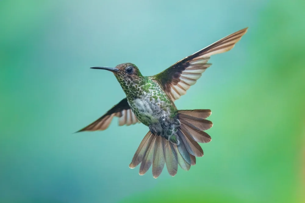 Oenone-Goldhähnchen (Chrysuronia oenone)