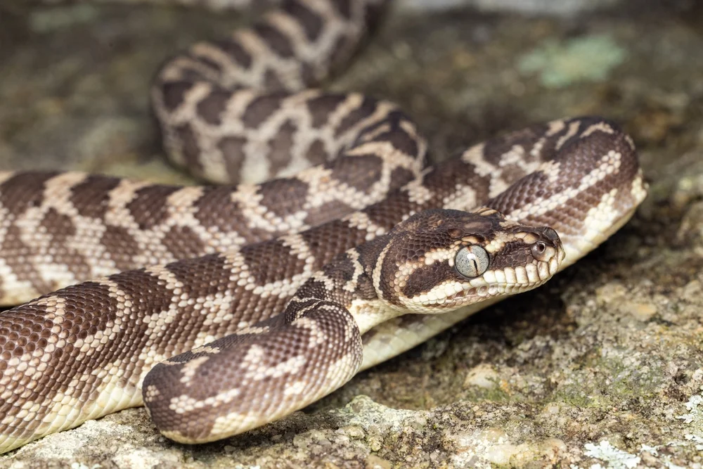 Oenpelli-Python (Morelia oenpelliensis)