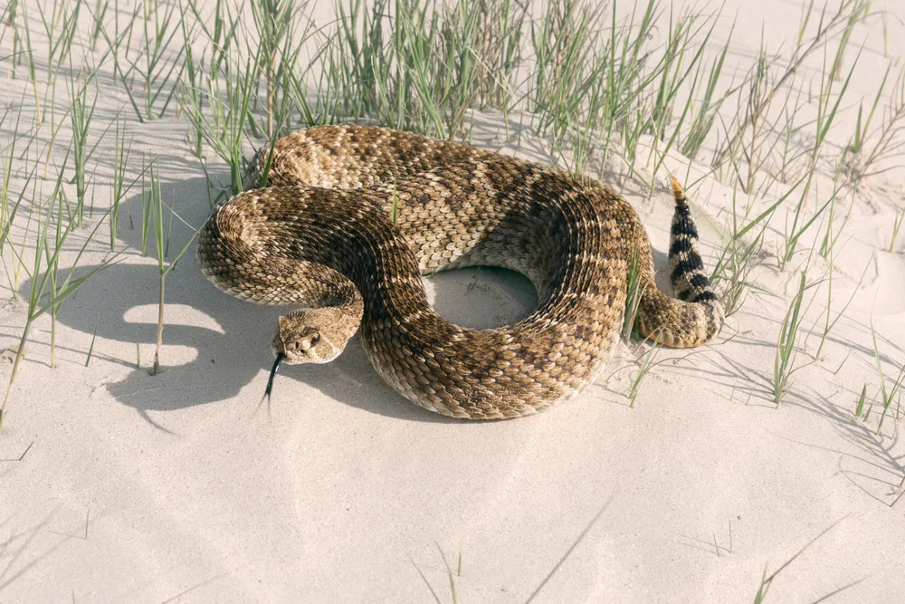 Östliche Diamant-Klapperschlange (Crotalus adamanteus)