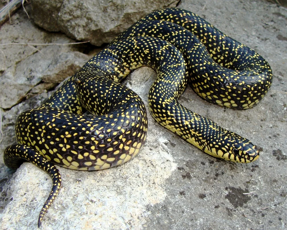 Östliche Königsnatter (Lampropeltis holbrooki)