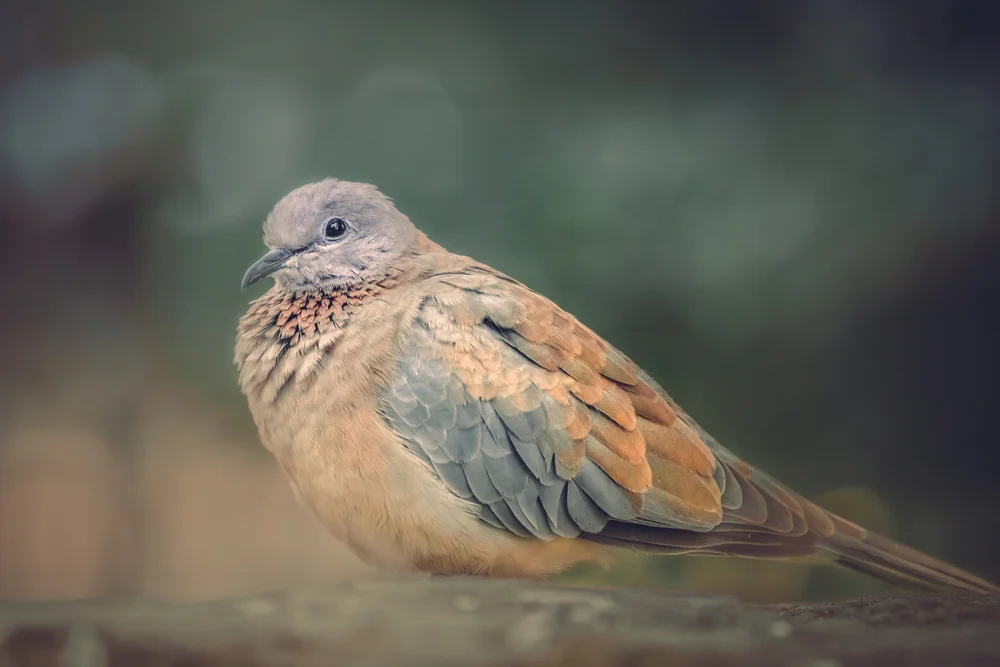 Östliche Turteltaube (Turtur brehmeri)