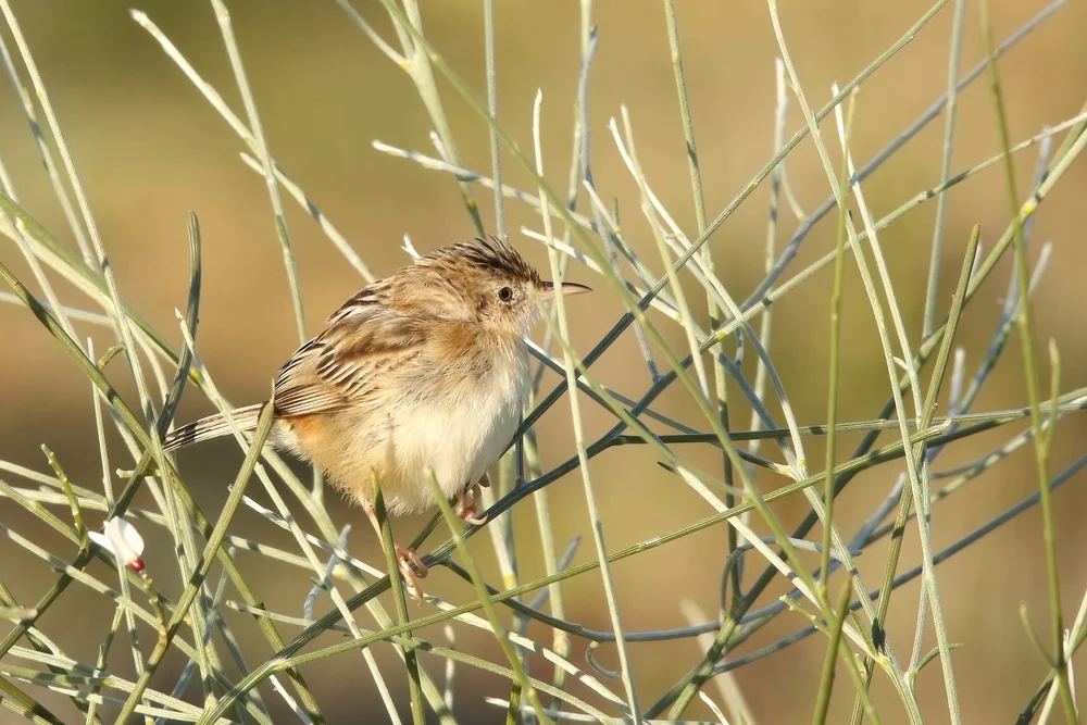 Östlicher Cistensänger (Cisticola restrictus)