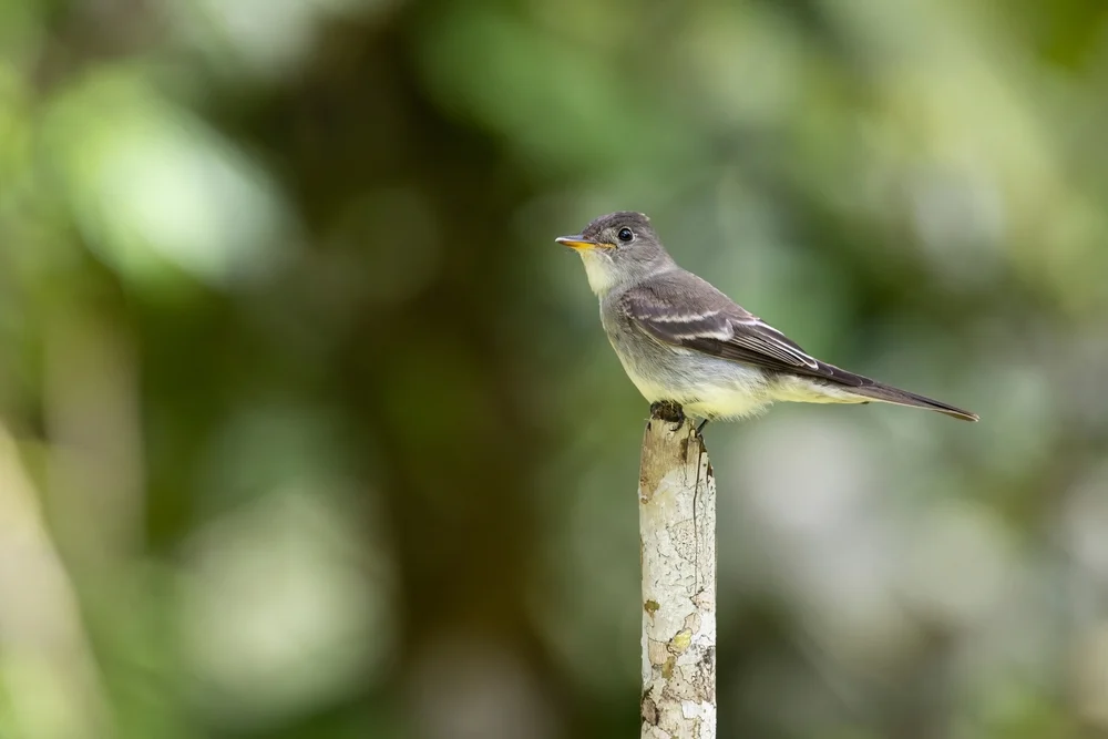 Östlicher Pibí (Contopus virens)