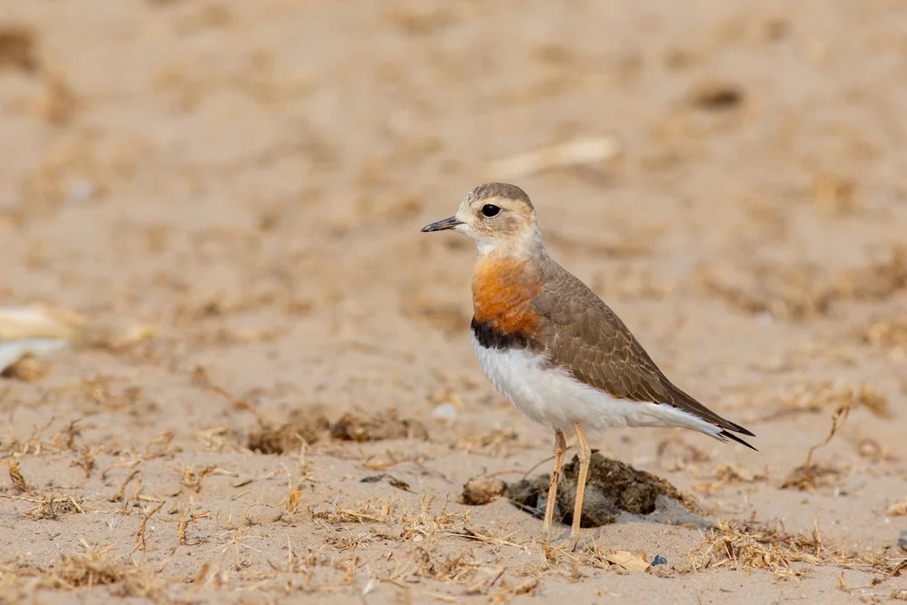 Östlicher Regenpfeifer (Charadrius veredus)
