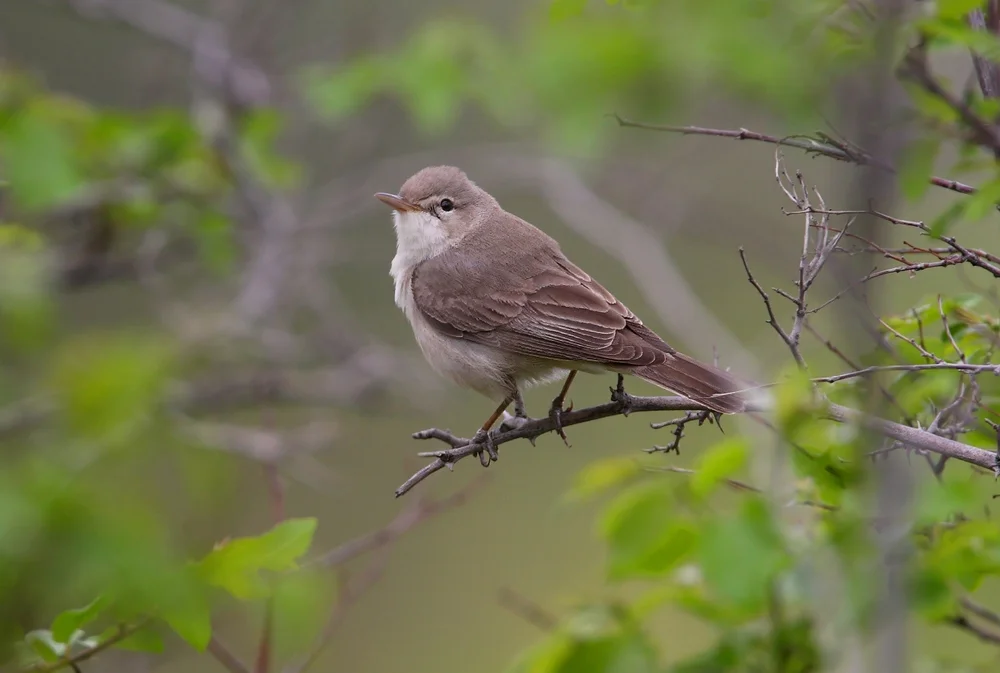 Östlicher Spötter (Hippolais languida)