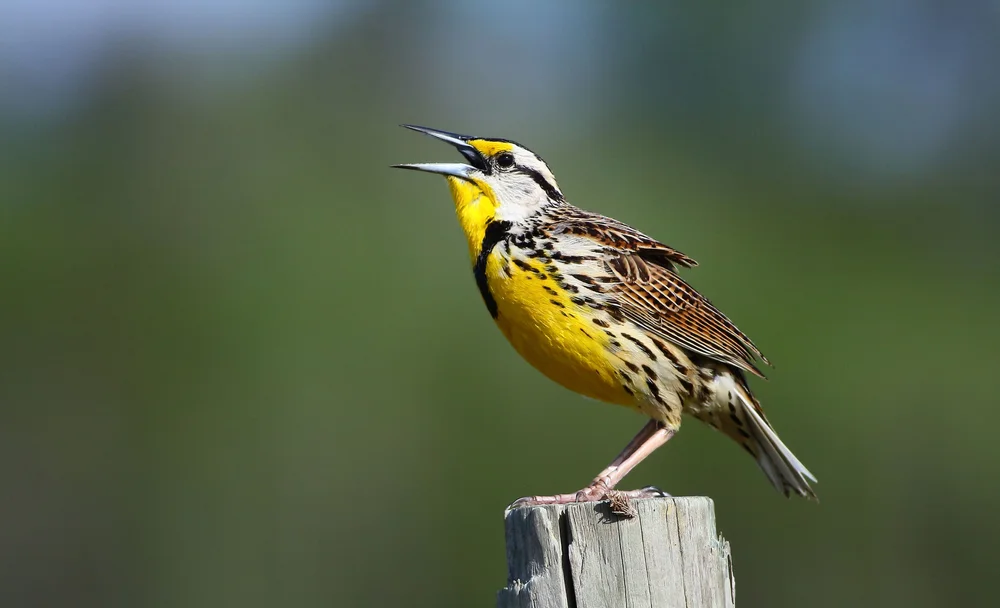 Östlicher Wiesenstärling (Sturnella magna)