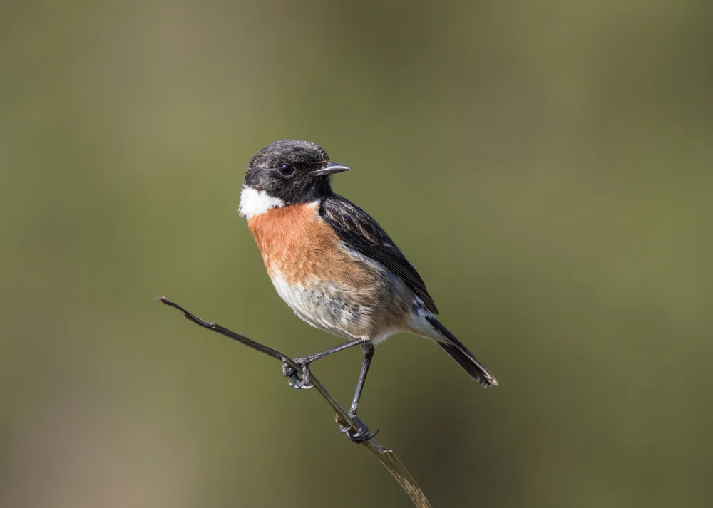 Östliches Schwarzkehlchen (Saxicola tectes)