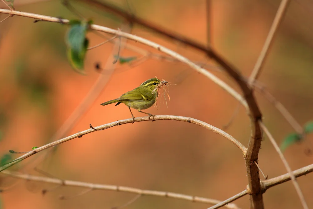 Ogilvie Grants Laubsänger (Phylloscopus ogilviegranti)
