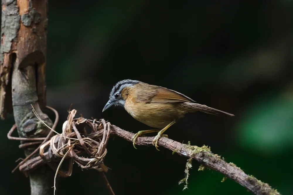 Ogle-Kurzflügel (Stachyris oglei)