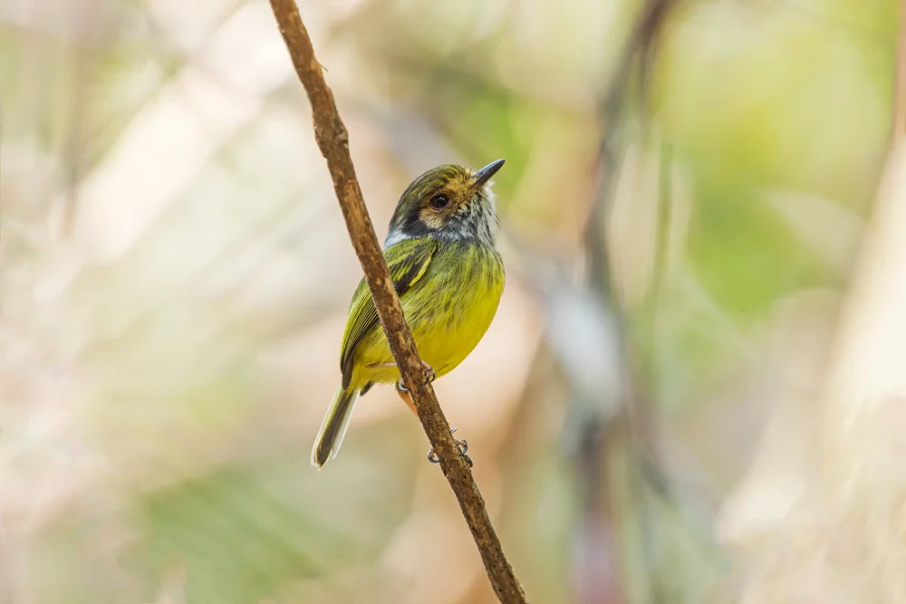 Ohr-Stummelschwanztyrann (Myiornis auricularis)