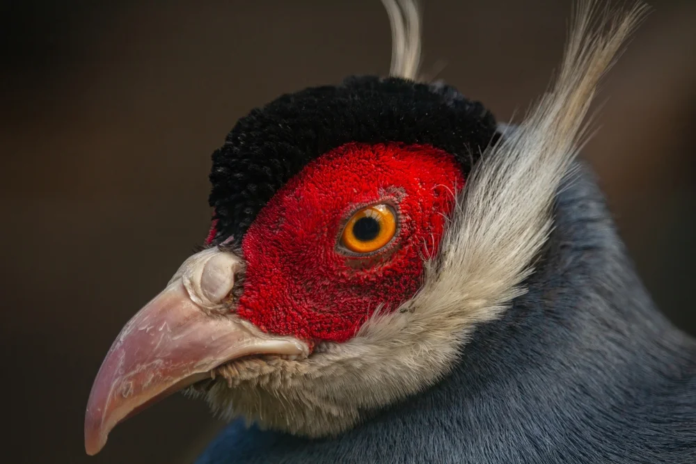Ohren-Schneehuhn (Crossoptilon auritum)