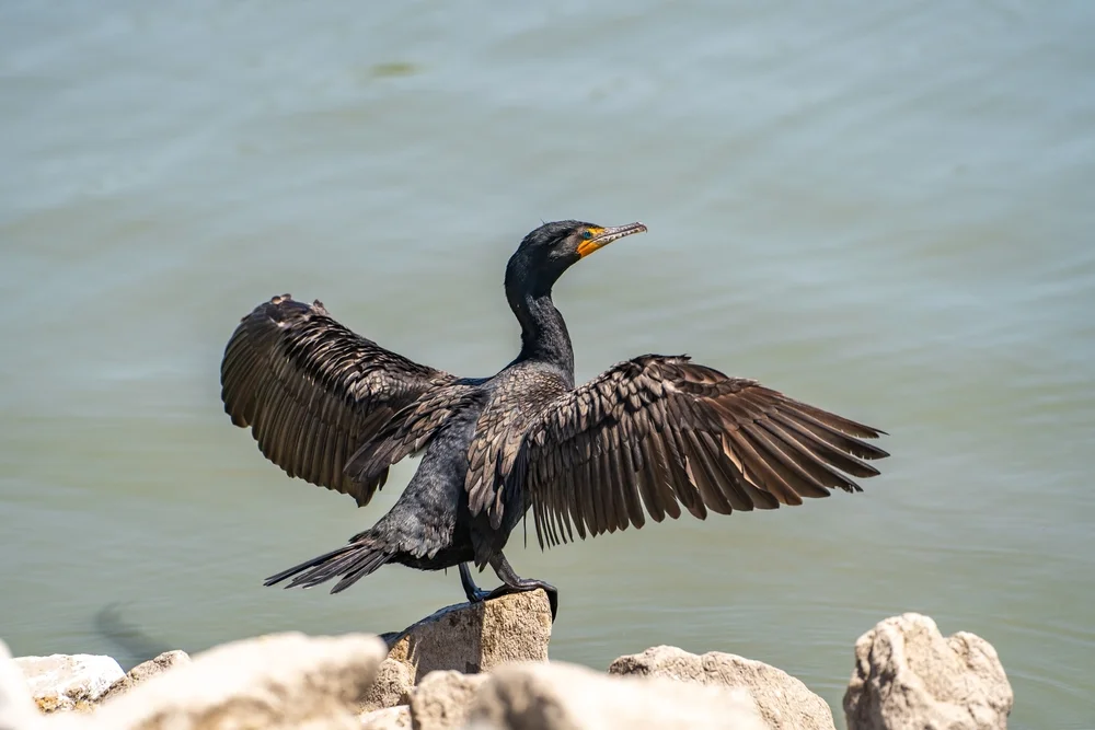 Ohrenscharbe (Phalacrocorax auritus)