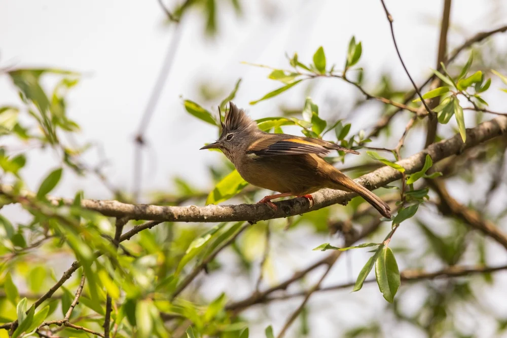 Ohrflecktaube (Patagioenas corensis)
