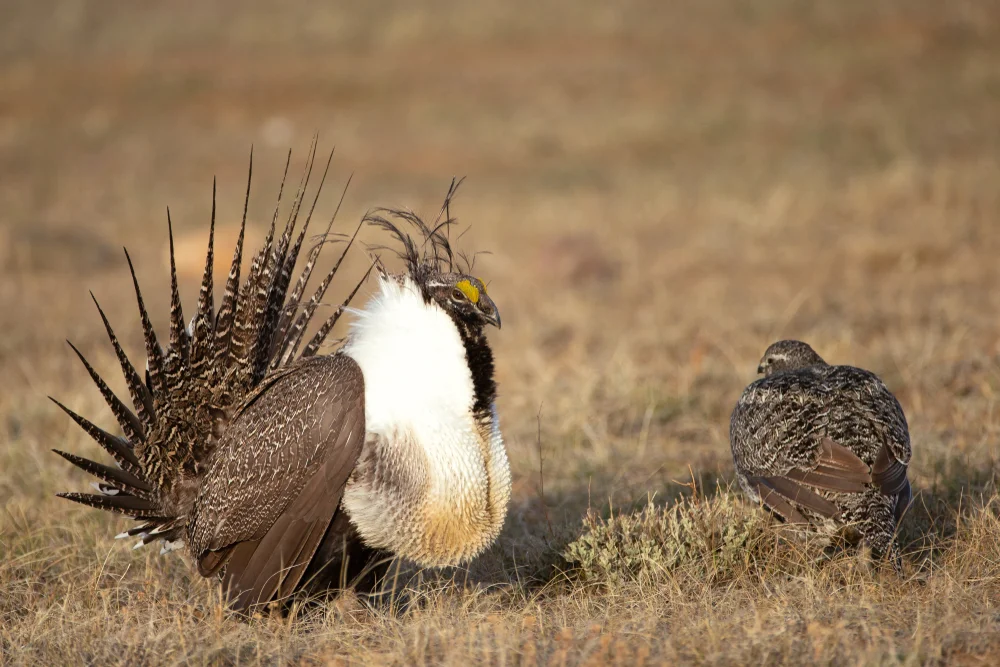 Ohrscharlhuhn (Centrocercus urophasianus)