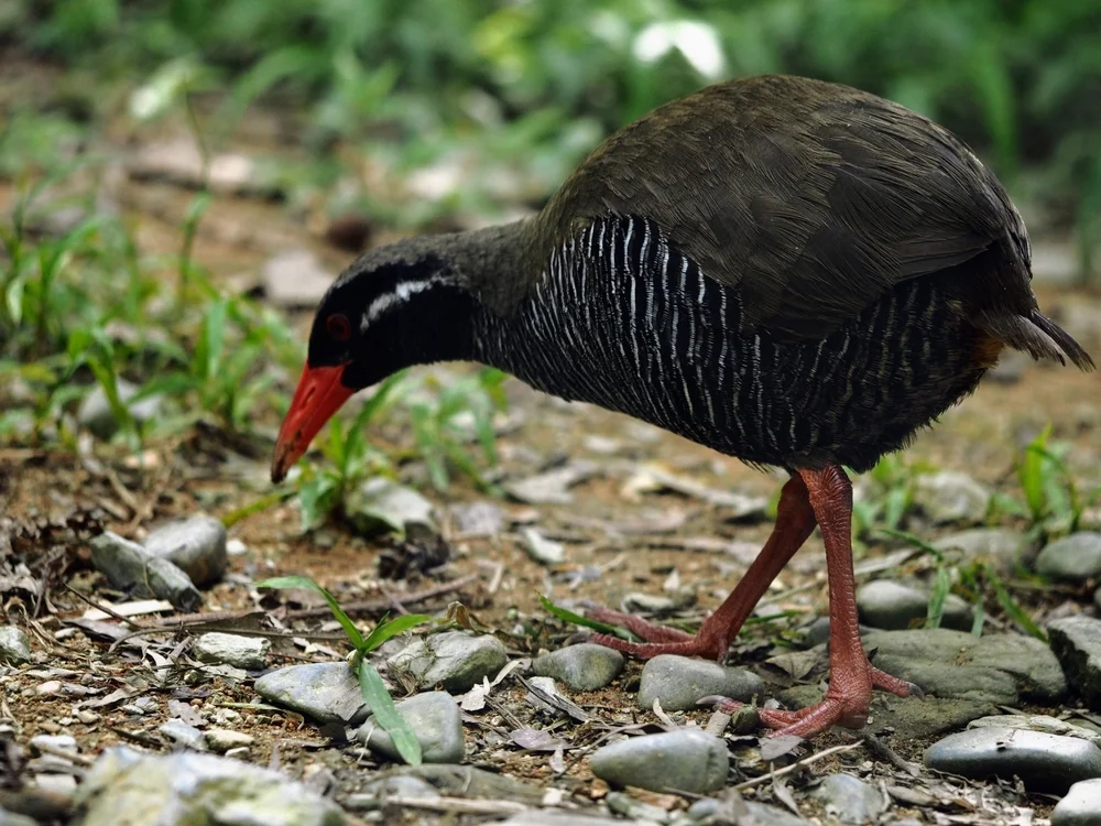 Okinawa-Sumpfhuhn (Gallirallus okinawae)