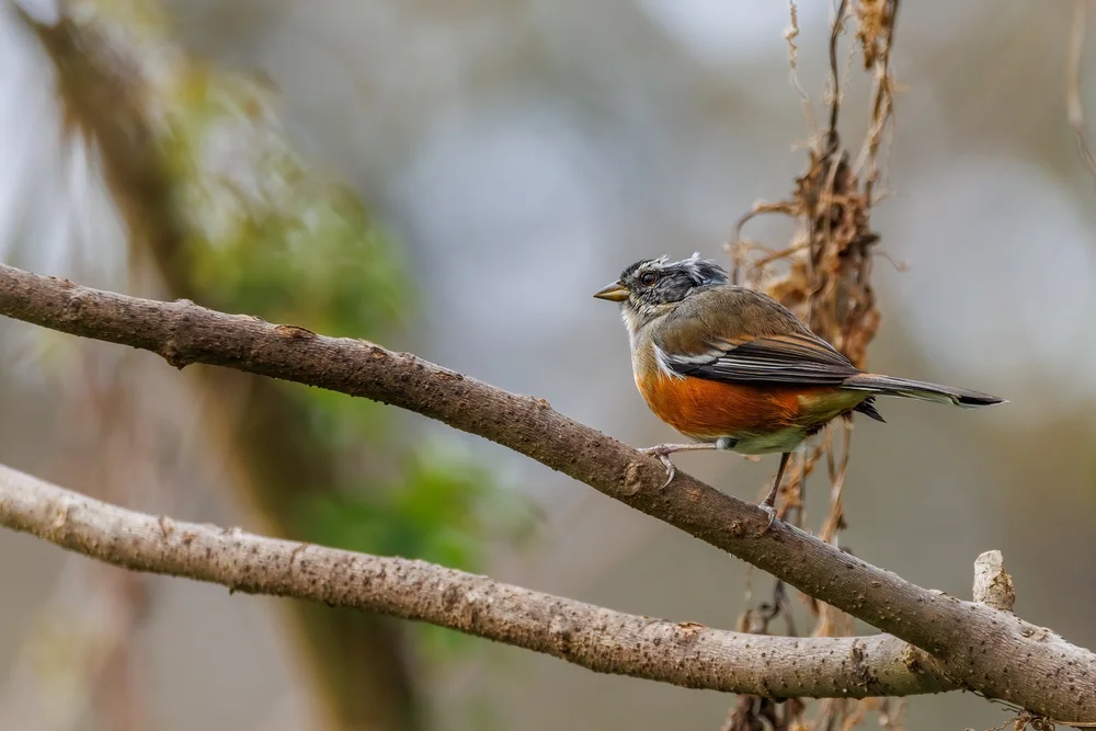 Oliv-Bergtangare (Oreothraupis arremonops)