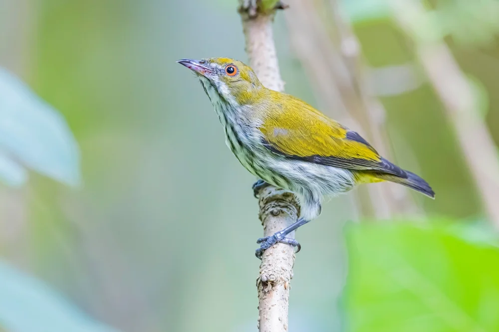 Oliv-Blütenpicker (Prionochilus olivaceus)