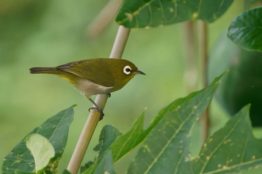 Oliv-Brillenvogel (Zosterops olivaceus)