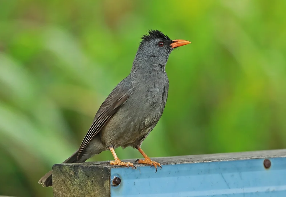 Oliv-Bulbul (Hypsipetes olivaceus)