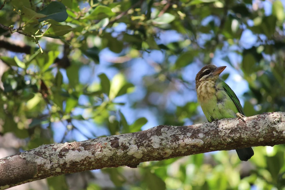 Oliv-Honiganzeiger (Stactolaema olivacea)