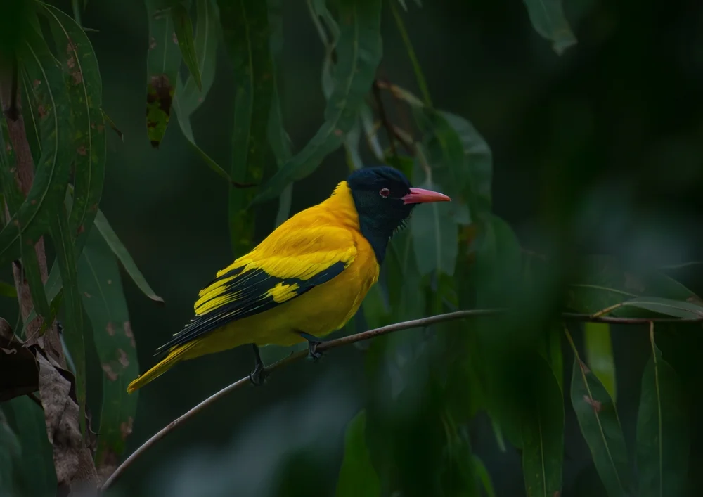 Oliv-Pirol (Linurgus olivaceus)