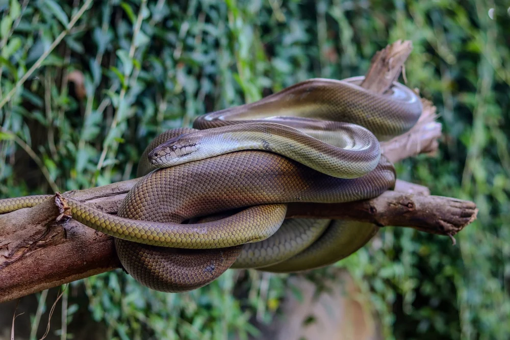 Oliv-Python (Liasis olivaceus)