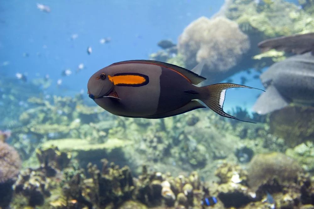 Oliv-Schreikuckuck (Mitrephanes olivaceus)