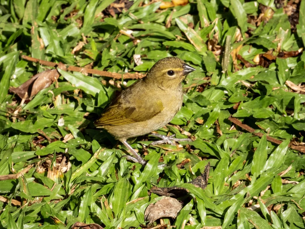 Oliv-Waldsänger (Hylophilus olivaceus)