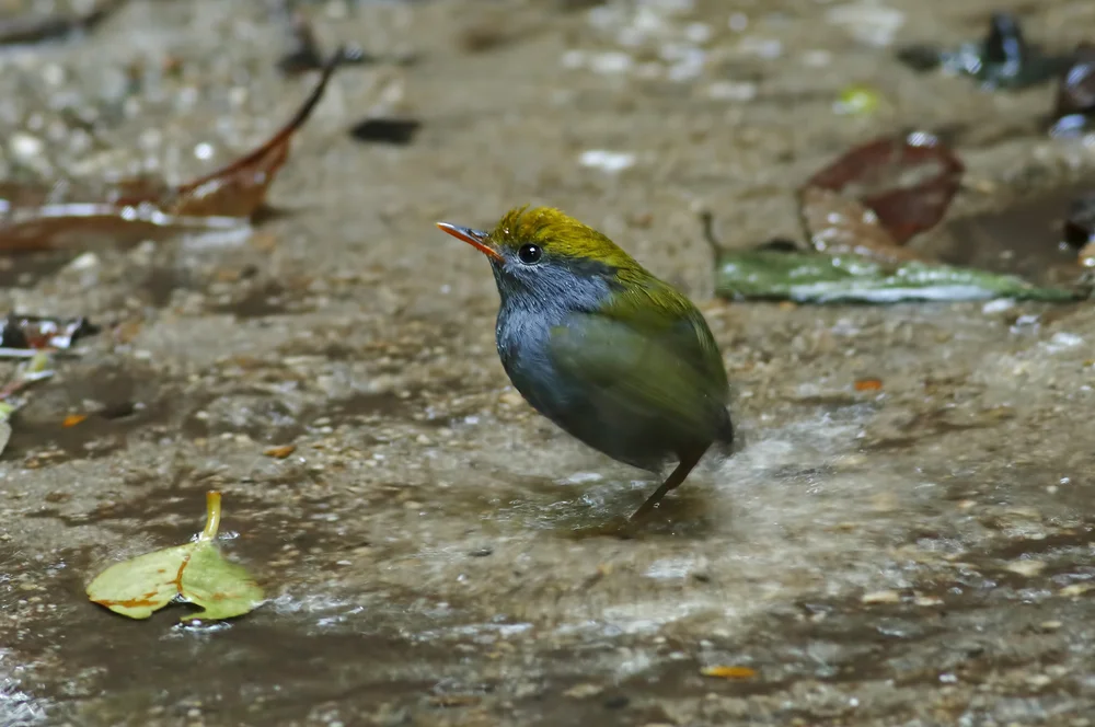 Oliv-Zwergschlüpfer (Tesia olivea)