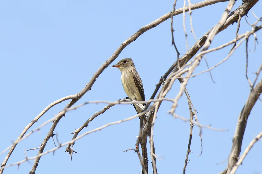 Olivbauch-Tyrann (Mionectes olivaceus)